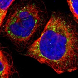 Thioredoxin-2 Antibody, Novus Biologicals:Antibodies:Primary Antibodies